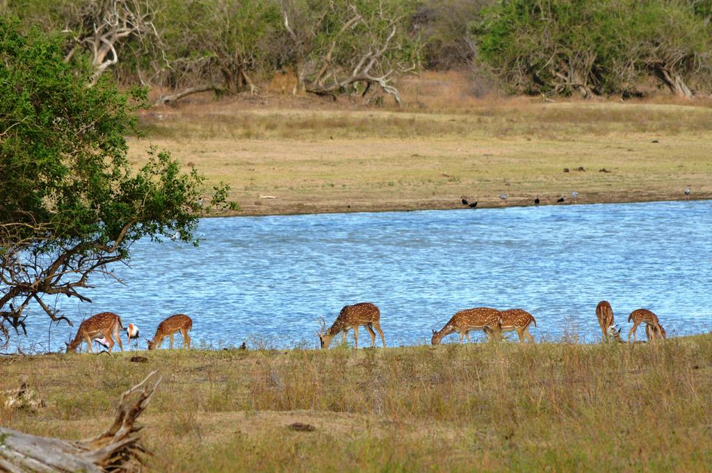 Wild Panthera Yala Тиссамахарама Экстерьер фото